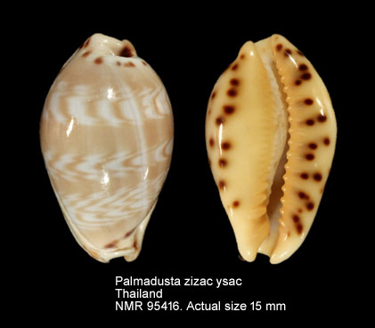 Palmadusta ziczac ysac.jpg - Palmadusta ziczac ysac C.P.Meyer & Lorenz,2017